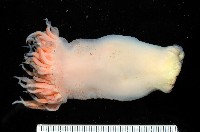 藏品(未知種海葵(海葵目))的圖片