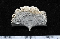 藏品(雀尾扇形珊瑚)的圖片