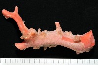 藏品(新種臺灣紅珊瑚)的圖片