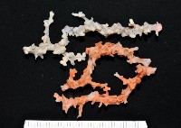 藏品(紅珊瑚之一種)的圖片