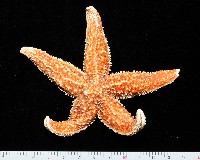 藏品(多棘海盤車)的圖片