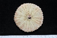 藏品(海刺蝟)的圖片