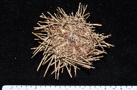 藏品(海刺蝟)的圖片