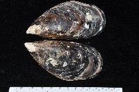 藏品(紫殼菜蛤)的圖片