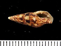 藏品(似長麥螺(馬登氏麥螺))的圖片