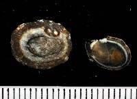 藏品(花帽青螺)的圖片