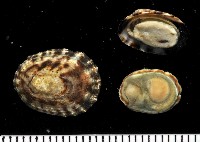 藏品(細雕蓮花青螺)的圖片