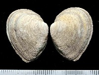 藏品(粗異白櫻蛤)的圖片