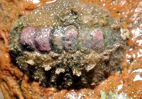 藏品(毛膚石鱉)的圖片