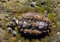 藏品(未知種毛膚石鱉)的圖片