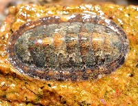 藏品(函館銼石鱉)的圖片