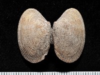 藏品(小眼花簾蛤)的圖片