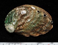 藏品(堪察加鮑螺)的圖片