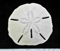 藏品(等格蜜餅海膽)的圖片