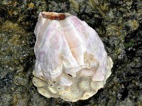 藏品(亞傑巨藤壺)的圖片