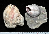 藏品(亞傑巨藤壺)的圖片