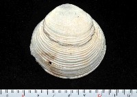 藏品(滿月(環肋)櫻蛤)的圖片