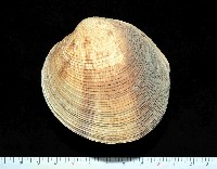 藏品(圓球簾蛤(皺紋蛤))的圖片