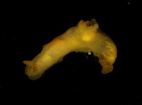 藏品(黃裸海蛞蝓)的圖片