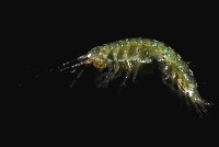 藏品(未知種端足類)的圖片