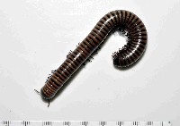 藏品(黑白山蛩)的圖片