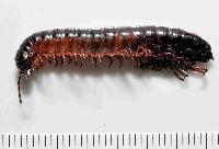 藏品(山嶺似腹馬陸(暫譯))的圖片