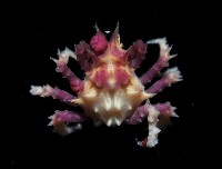 藏品(奧氏櫻蛛蟹)的圖片