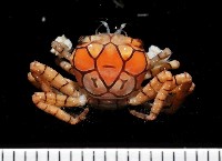 藏品(花紋細螯蟹)的圖片