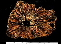 藏品(棕板蛇尾)的圖片