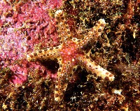 藏品(棕緣蛇星)的圖片