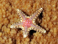 藏品(棕緣蛇星)的圖片