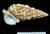 藏品(棘刺蟹守螺)的圖片