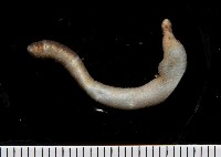 藏品(未知種革囊星蟲)的圖片