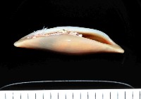 藏品(騙梭螺之一種)的圖片