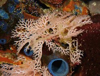 藏品(未知種仿網孔苔蟲)的圖片