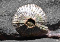 藏品(美麗笠藤壺)的圖片