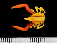 藏品(美麗異鎧蝦)的圖片