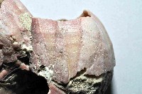 藏品(紅巨藤壺)的圖片