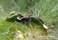 藏品(新種海天牛)的圖片