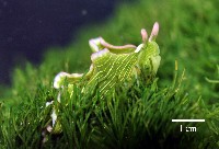 藏品(新種海天牛)的圖片