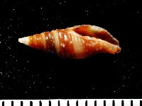 藏品(小珠筆螺)的圖片