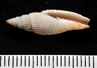 藏品(霓裳筆螺)的圖片