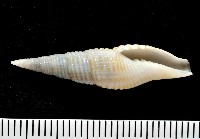 藏品(平稜筆螺)的圖片