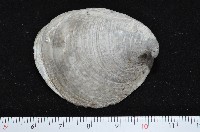 藏品(大黃偏蓋螺)的圖片