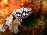 藏品(丘凸小葉海蛞蝓)的圖片