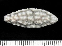 藏品(丘凸小葉海蛞蝓)的圖片