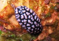 藏品(丘凸小葉海蛞蝓)的圖片