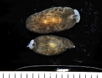 藏品(條紋片鰓海蛞蝓)的圖片