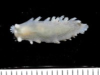 藏品(未知種三歧海蛞蝓)的圖片