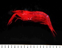 藏品(海羊齒共生長臂蝦之一種)的圖片